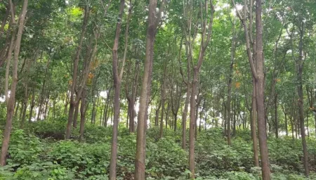 Rubber Plantation for sale in Taliparamba, Kannur  -  Eruvassery,  Kudiyammala, 7 Acres - Eruvessi
